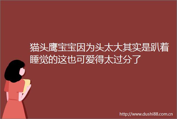 猫头鹰宝宝因为头太大其实是趴着睡觉的这也可爱得太过分了