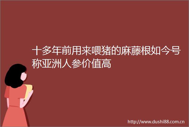 十多年前用来喂猪的麻藤根如今号称亚洲人参价值高
