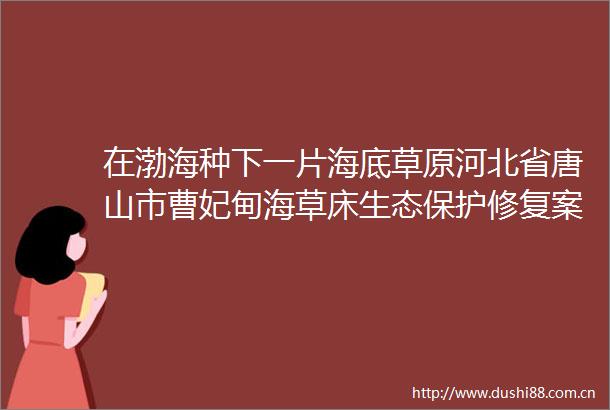在渤海种下一片海底草原河北省唐山市曹妃甸海草床生态保护修复案例