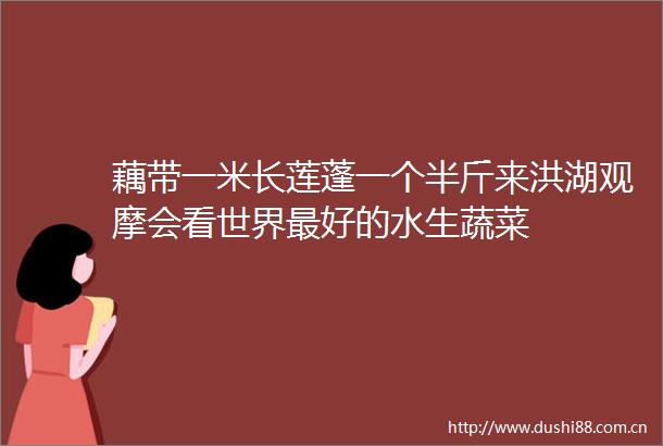 藕带一米长莲蓬一个半斤来洪湖观摩会看世界最好的水生蔬菜