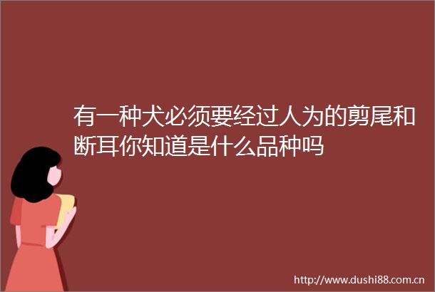 有一种犬必须要经过人为的剪尾和断耳你知道是什么品种吗