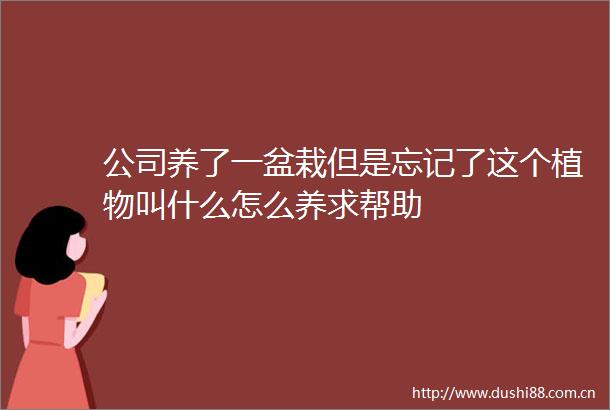 公司养了一盆栽但是忘记了这个植物叫什么怎么养求帮助