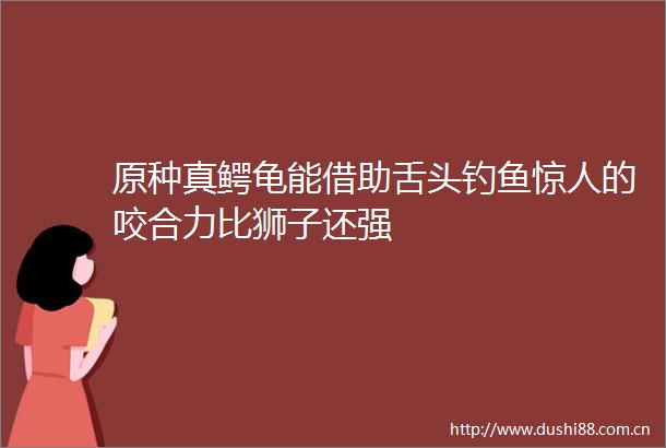 原种真鳄龟能借助舌头钓鱼惊人的咬合力比狮子还强