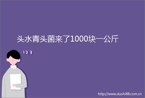 头水青头菌来了1000块一公斤