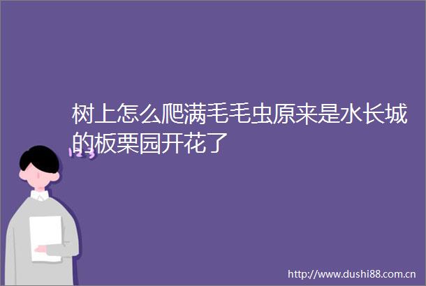 树上怎么爬满毛毛虫原来是水长城的板栗园开花了