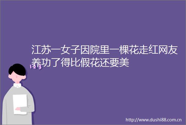 江苏一女子因院里一棵花走红网友养功了得比假花还要美