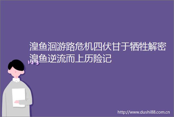 湟鱼洄游路危机四伏甘于牺牲解密湟鱼逆流而上历险记