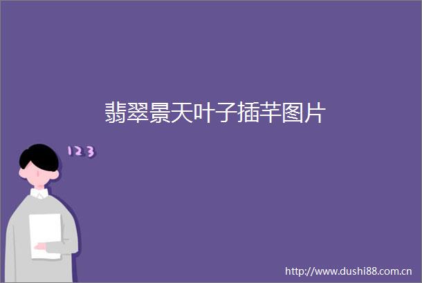 翡翠景天叶子插芊图片