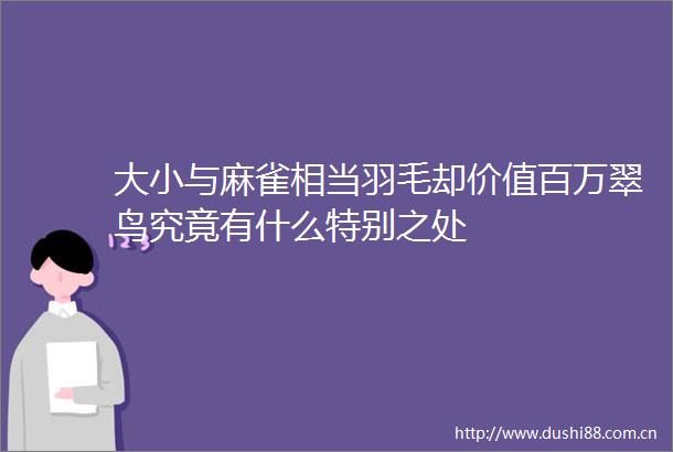 大小与麻雀相当羽毛却价值百万翠鸟究竟有什么特别之处