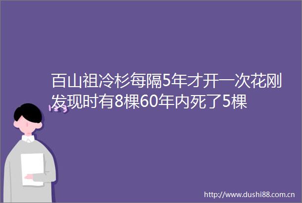百山祖冷杉每隔5年才开一次花刚发现时有8棵60年内死了5棵
