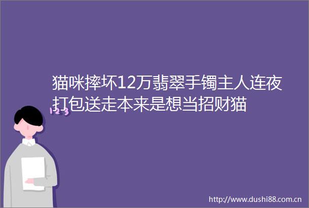 猫咪摔坏12万翡翠手镯主人连夜打包送走本来是想当招财猫