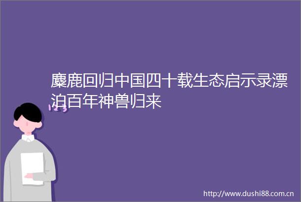 麋鹿回归四十载生态启示录漂泊百年神兽归来