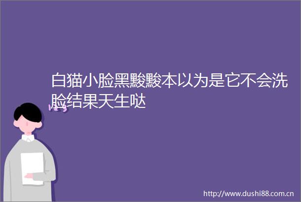 白猫小脸黑黢黢本以为是它不会洗脸结果天生哒