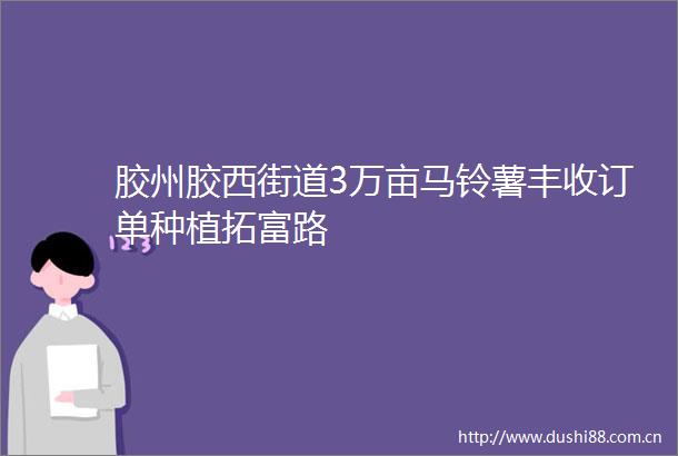 胶州胶西街道3万亩马铃薯丰收订单种植拓富路