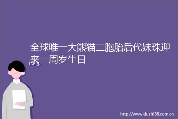 全球唯一大熊猫三胞胎后代妹珠迎来一周岁生日