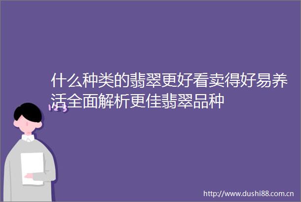 什么种类的翡翠更好看卖得好易养活全面解析更佳翡翠品种