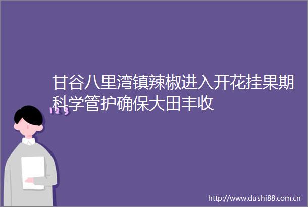 甘谷八里湾镇辣椒进入开花挂果期科学管护确保大田丰收
