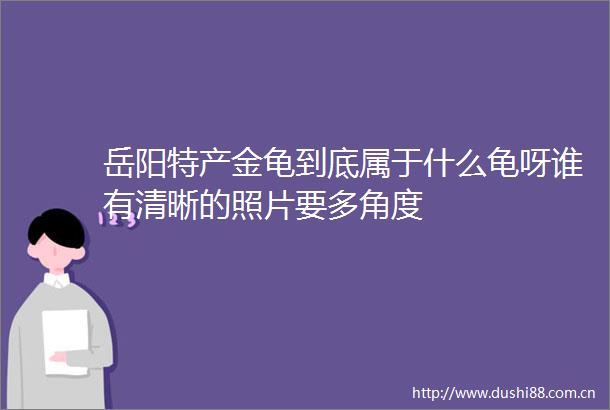 岳阳特产金龟到底属于什么龟呀谁有清晰的照片要多角度