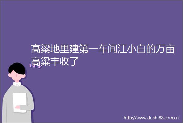 高粱地里建第一车间江小白的万亩高粱丰收了