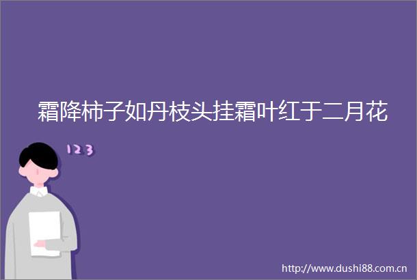 霜降柿子如丹枝头挂霜叶红于二月花
