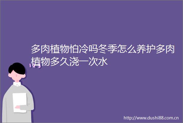多肉植物怕冷吗冬季怎么养护多肉植物多久浇一次水