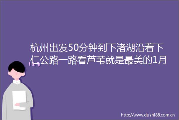 杭州出发50分钟到下渚湖沿着下仁公路一路看芦苇就是最美的1月
