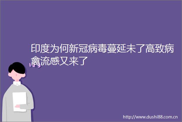印度为何新冠病毒蔓延未了高致病禽流感又来了
