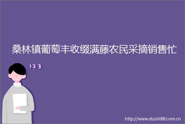 桑林镇葡萄丰收缀满藤农民采摘销售忙