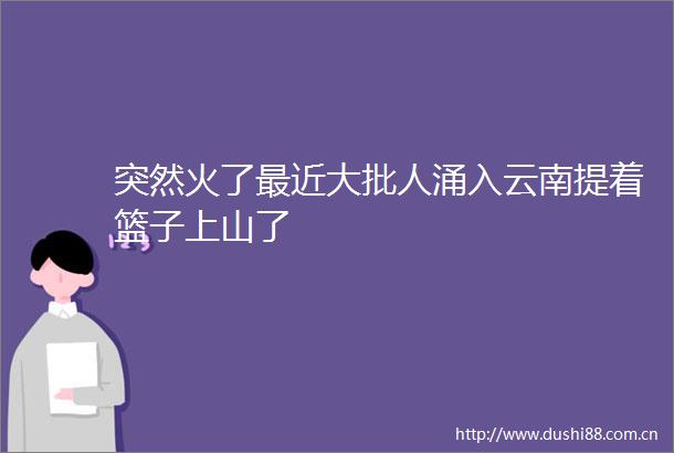 突然火了最近大批人涌入云南提着篮子上山了