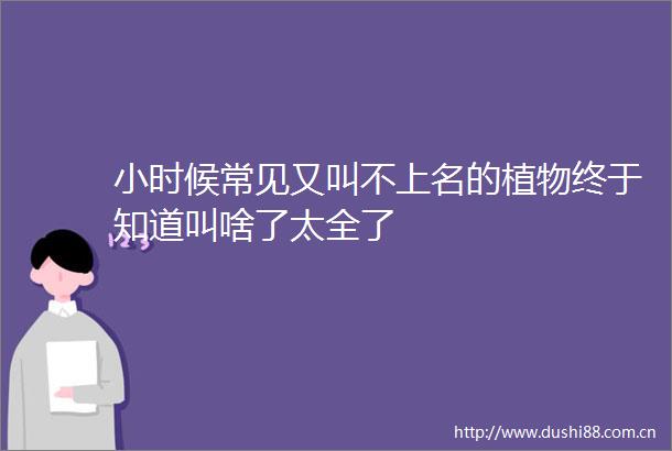 小时候常见又叫不上名的植物终于知道叫啥了太全了