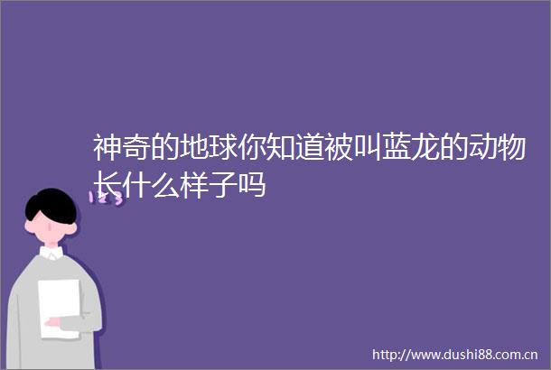神奇的地球你知道被叫蓝龙的动物长什么样子吗