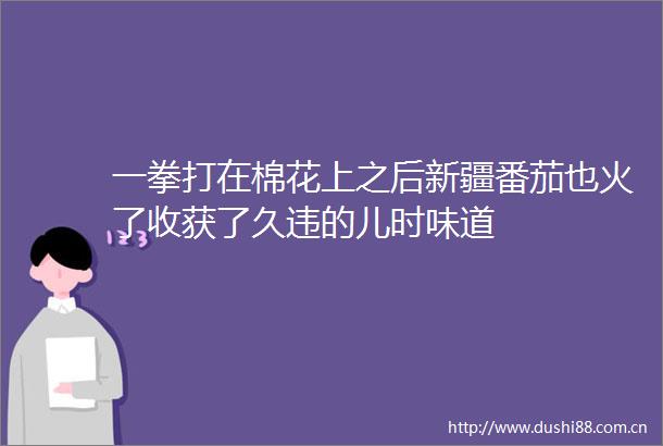 一拳打在棉花上之后新疆番茄也火了收获了久违的儿时味道
