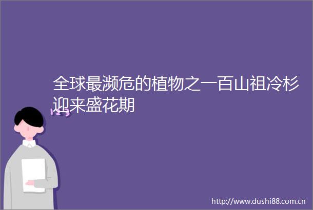 全球最濒危的植物之一百山祖冷杉迎来盛花期