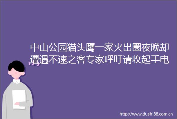 中山公园猫头鹰一家火出圈夜晚却遭遇不速之客专家呼吁请收起手电筒理性观鸟