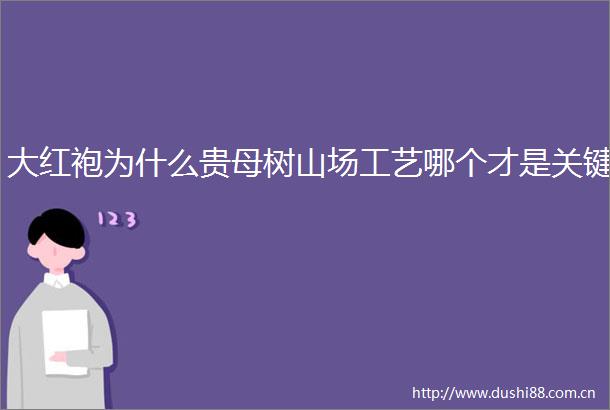 大红袍为什么贵母树山场工艺哪个才是关键