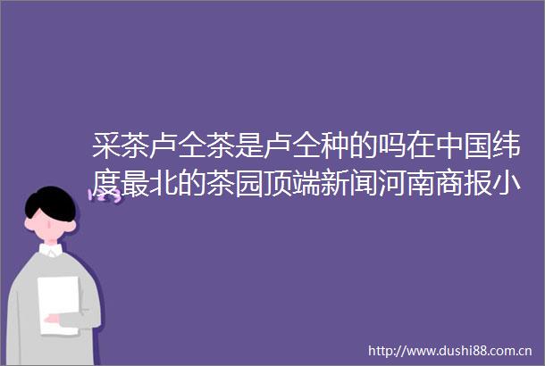 采茶卢仝茶是卢仝种的吗在纬度最北的茶园顶端新闻河南商报小记者习得采茶心法