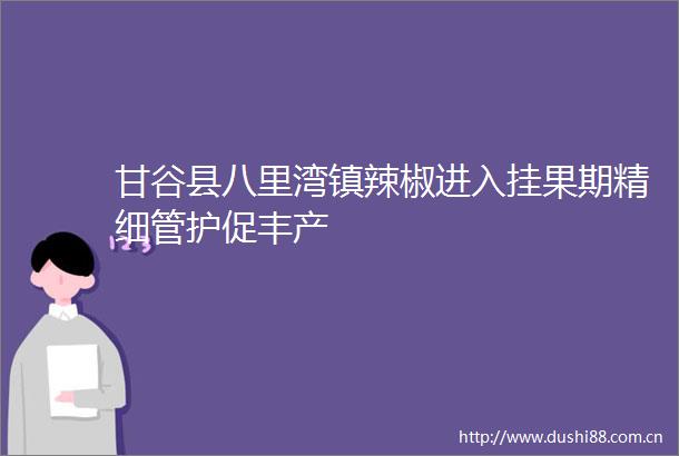 甘谷县八里湾镇辣椒进入挂果期精细管护促丰产