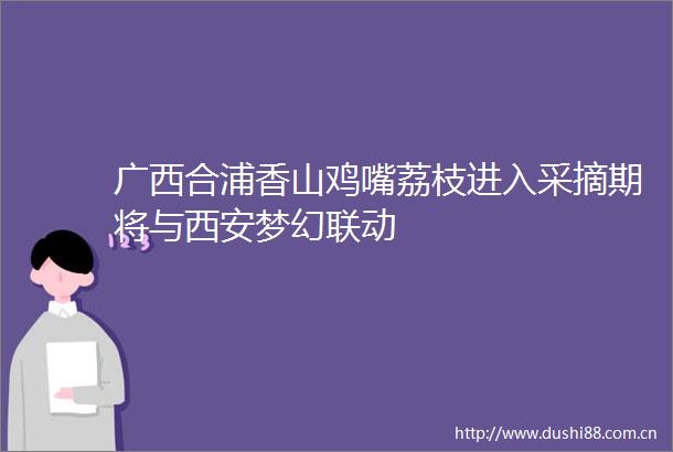 广西合浦香山鸡嘴荔枝进入采摘期将与西安梦幻联动