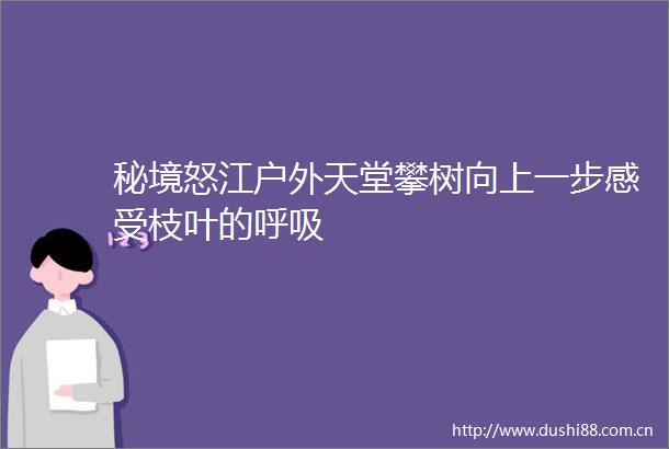 秘境怒江户外天堂攀树向上一步感受枝叶的呼吸