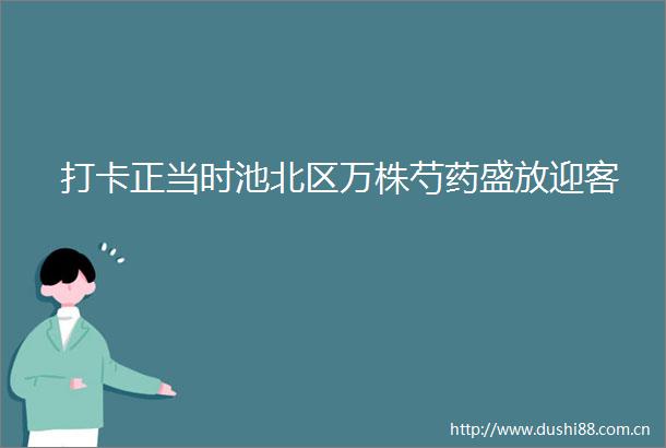 打卡正当时池北区万株芍药盛放迎客
