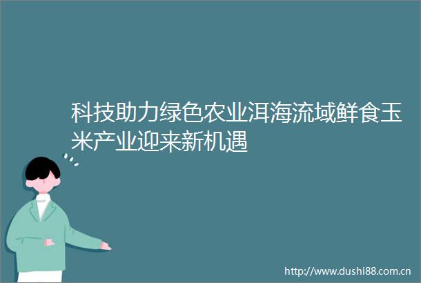 科技助力绿色农业洱海流域鲜食玉米产业迎来新机遇