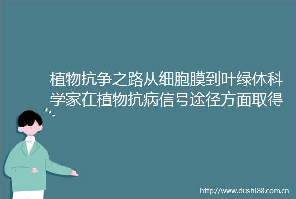 植物抗争之路从细胞膜到叶绿体科学家在植物抗病信号途径方面取得重大发现