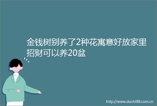 金钱树别养了2种花寓意好放家里招财可以养20盆