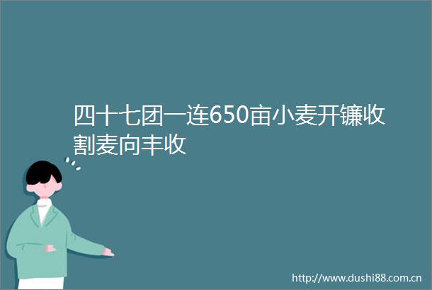 四十七团一连650亩小麦开镰收割麦向丰收
