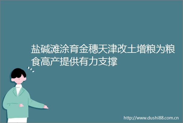 盐碱滩涂育金穗天津改土增粮为粮食高产提供有力支撑