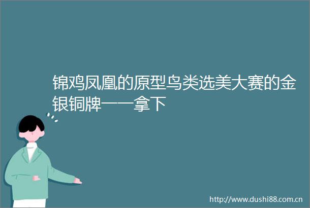 锦鸡凤凰的原型鸟类选美大赛的金银铜牌一一拿下