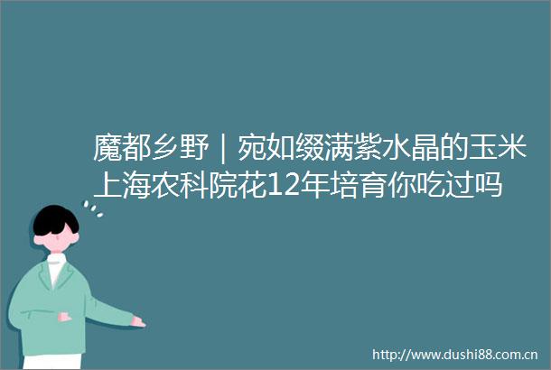 魔都乡野｜宛如缀满紫水晶的玉米上海农科院花12年培育你吃过吗