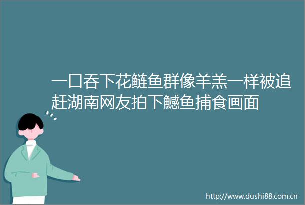 一口吞下花鲢鱼群像羊羔一样被追赶湖南网友拍下鱤鱼捕食画面