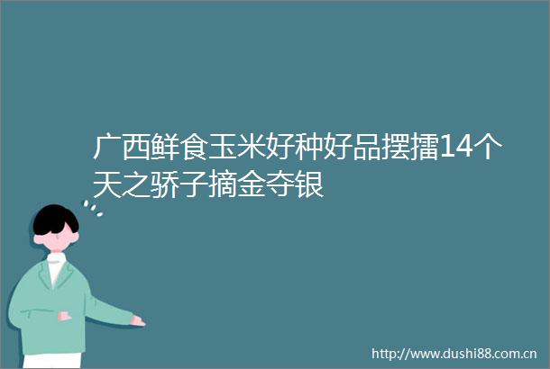 广西鲜食玉米好种好品摆擂14个天之骄子摘金夺银