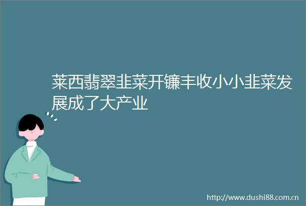 莱西翡翠韭菜开镰丰收小小韭菜发展成了大产业
